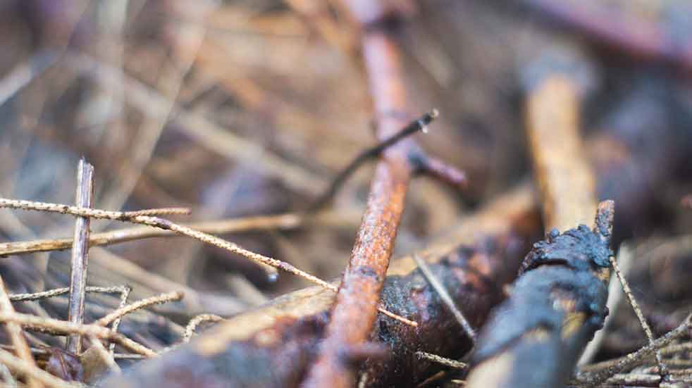 November gardening jobs wildlife stack